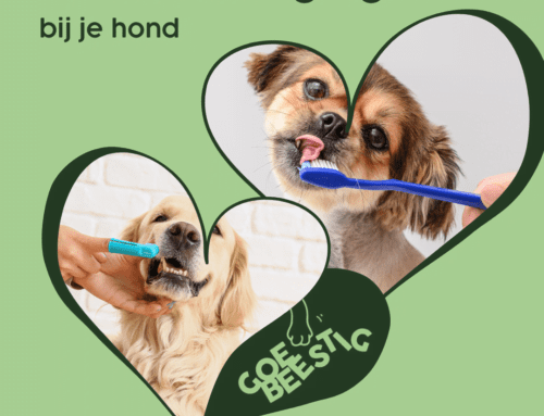 De Sleutel tot een Gelukkige Kwispel en een Gezonde Glans: Tandverzorging bij Honden