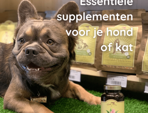 Essentiële supplementen voor je hond of kat