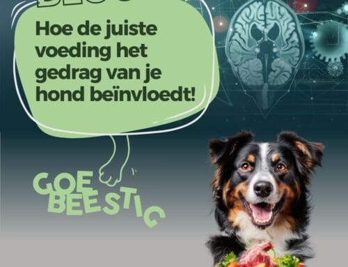 Hoe De Juiste Hondenvoeding het Gedrag van je Hond kan Beïnvloeden