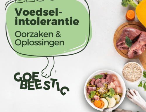 Hoe Omgaan Met Voedselintolerantie bij je Hond? Een Complete Gids